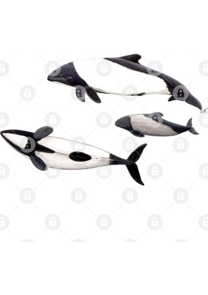 Commerson´S Dolphin Kupa Bardak