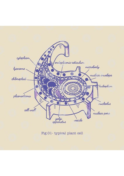 Typical Plant Cell Kupa Bardak