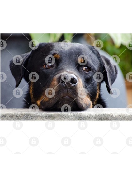 Rottweiler Second Kupa Bardak