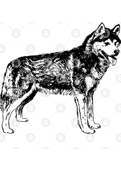 Husky Kupa Bardak