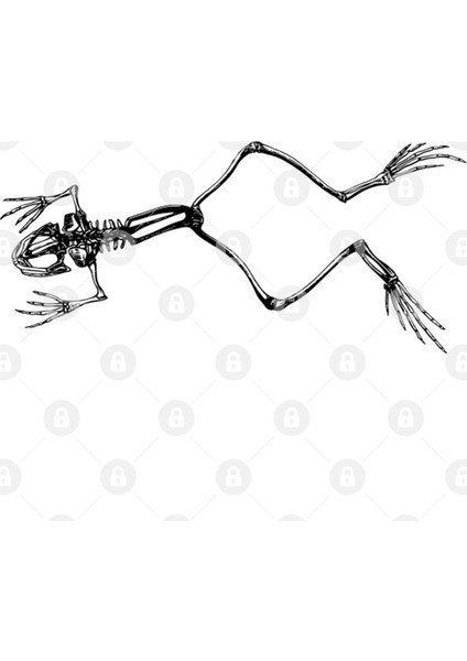 Frog Skeleton Kupa Bardak