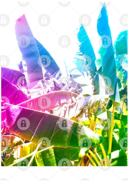 Summer Bananas 2 Kupa Bardak