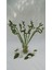 Şans Bambusu 80-90 cm 5'li 1