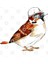 Worker Male House Sparrow Kupa Bardak 3