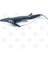 Baby Whale Kupa Bardak 3