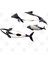 Commerson´S Dolphin Kupa Bardak 3