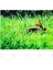 Rabbit İn The Grass Kupa Bardak 3