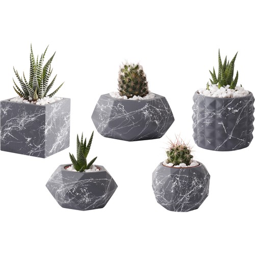 Met Beton Saksı Kaktüs Ve Sukulent 5'Li Beyaz Siyah Saksı Seti Met Beton Saksı Kaktüs Ve Sukulent 5'Li Beyaz Siyah Saksı Seti