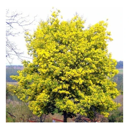 Tunç Botanik Mimoza Ağacı 150-200 cm