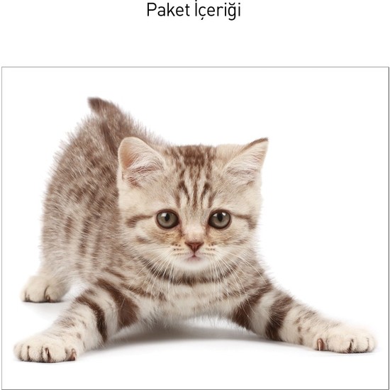 Artikel Sevimli Kedi Dev Duvar Sticker Fiyatı Taksit Seçenekleri Artikel Sevimli Kedi Dev Duvar Sticker Fiyatı Taksit Seçenekleri