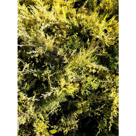 Tunç Botanik Sarı Ardıç Fidanı 20'li - Juniperus Horizontalis Lime Glow