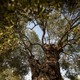 Komili 400+ Yıllık Zeytin Ağacından Elde Edilen Zeytinyağı 0,5 lt (Özel Kutusunda)