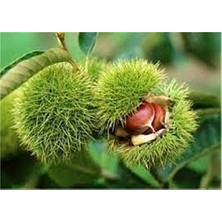 Ebruli Tüplü Fidan Bursa Osmanoğlu Kestane Fidanı