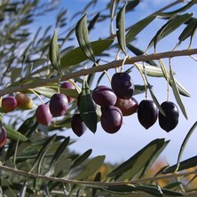 TNC Garden Groups Gemlik - Trilye Zeytin Fidanı Tüplü ve Aşılı 3 Yaş 3 Adet