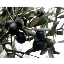 Nisa Fidancılık Gemlik Sofralık Zeytin Fidanı 2 Yaş ( Tüplü 80-100 cm )