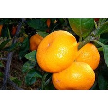 Nisa Fidancılık 5 Yaş Satsuma Mandalina Fidanı