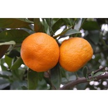 Nisa Fidancılık Satsuma Mandalina Fidanı 130-150 cm