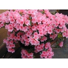 Nisa Fidancılık Açelya Azalea Japonica 20-25 cm Çap Saksıda Büyük Boy