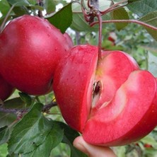 Nisa Fidancılık 3 Yaş Red Apple İçi Dışı Kırmızı Elma Fidanı