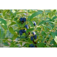 Nisa Fidancılık Honeyberry Jugano - Bal Yemişi 20-40 cm Boy