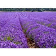 Nisa Fidancılık Lavanta -Lavandula 2 Yaş Saksıda