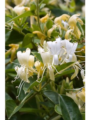 Ebruli Tüplü Yoğun Kokulu Hanımeli Fidanı