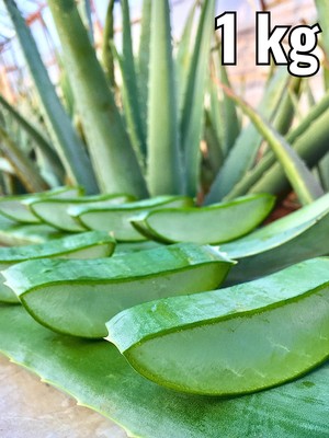 FidanBudur Aloe vera Jel Yaprak, alovera jel için Doğal, Aloe Vera Leaf