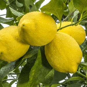 Fidan Paketim Zagara Limon Ağacı