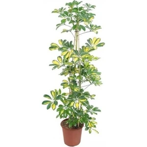 Şeflera Tek Dallı Ev Bitkisi 75 cm