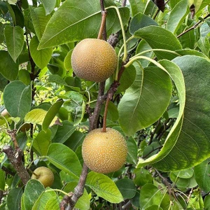 Berke Fidancılık Büyük Boy Meyve Verir Yaşta (5 Yaş) Naşi (Nashı Hosuı) Armut Fidanı+ 120 cm Boyda