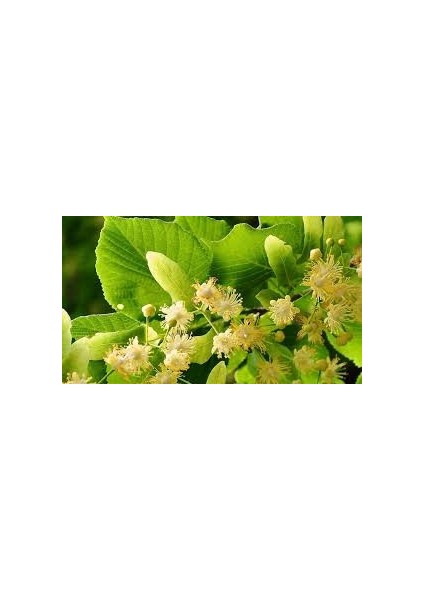 Ihlamur Fidanı modelleri