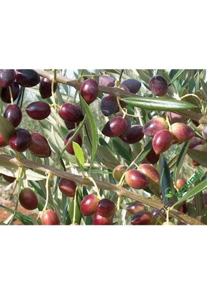 Ayvalık Zeytin Fidanı