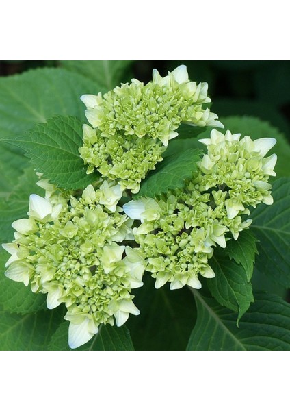 Saksıda Beyaz Ortanca Fidanı fiyatları