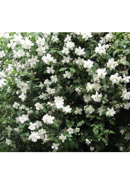 Tüplü Filbahri Fidanı