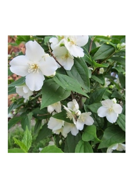 Tüplü Filbahri Fidanı fiyatları