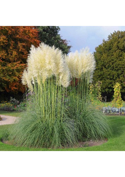 TNC Garden Groups Pampas Otu - Saz Püskülü Çiçeği