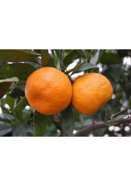 Nisa Fidancılık 5 Yaş Satsuma Mandalina Fidanı