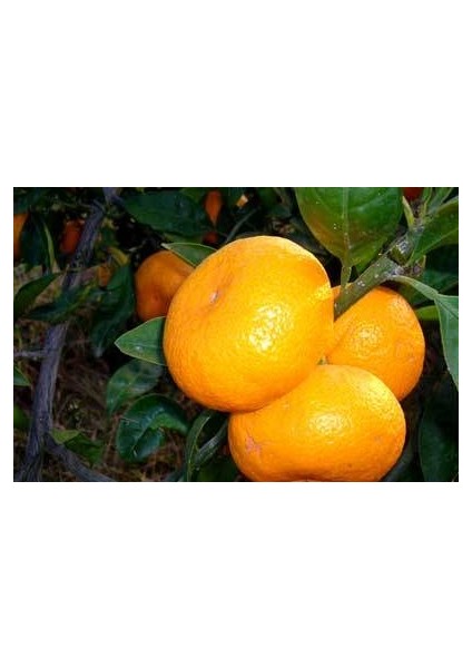 Nisa Fidancılık 5 Yaş Satsuma Mandalina Fidanı