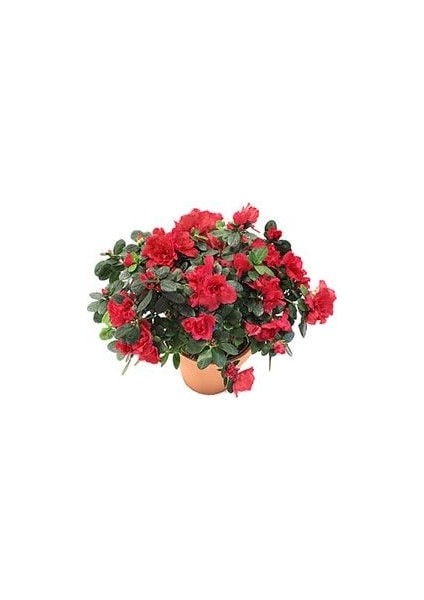 Nisa Fidancılık Açelya Azalea Japonica 20-25 cm Çap Saksıda Büyük Boy