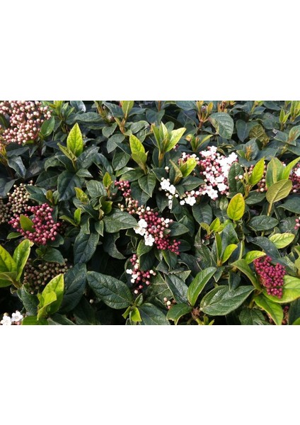 Viburnum Lycidum Parlak Yapraklı Kartopu 30-60 cm