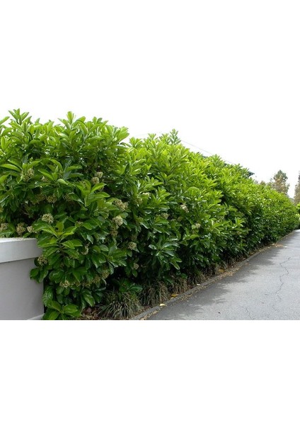 Viburnum Lycidum Parlak Yapraklı Kartopu 30-60 cm