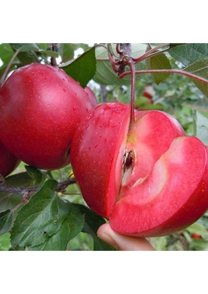 Nisa Fidancılık 3 Yaş Red Apple İçi Dışı Kırmızı Elma Fidanı