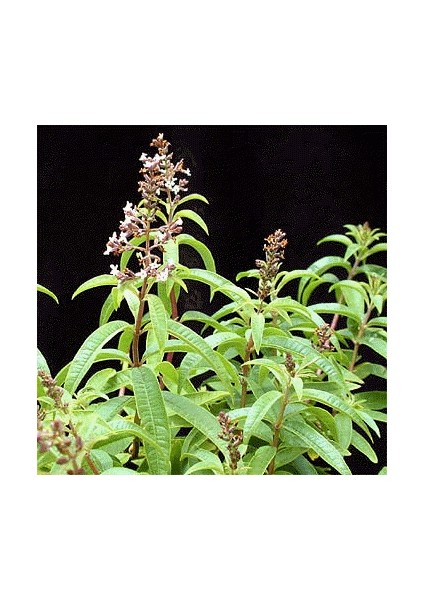 Melisa Limon Otu Aloysia Triphylla Fidanı 30-50 cm