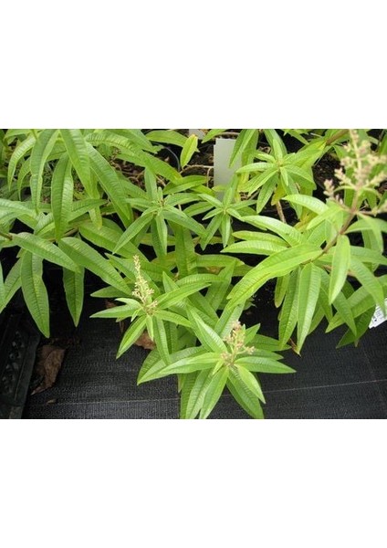 Melisa Limon Otu Aloysia Triphylla Fidanı 30-50 cm fiyatları