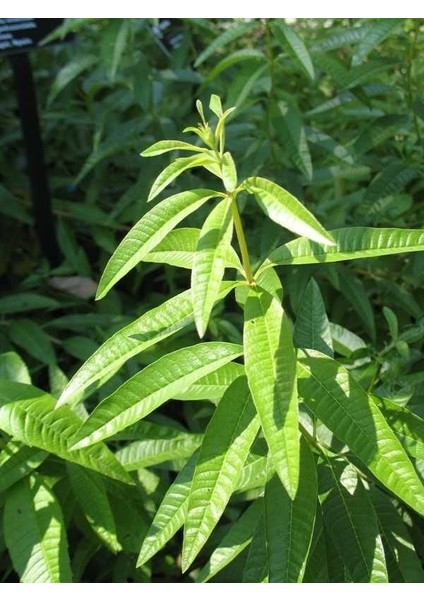 Melisa Limon Otu Aloysia Triphylla Fidanı 30-50 cm modelleri