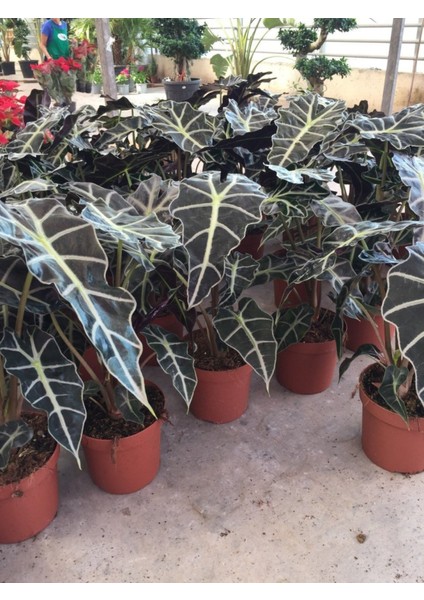 Nisa Fidancılık Alocasia 30 -50 cm Ithal