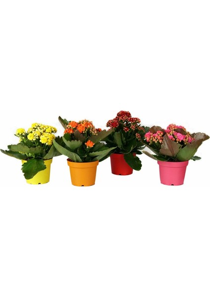 Kalanşo Çiçeği-Kalanchoe