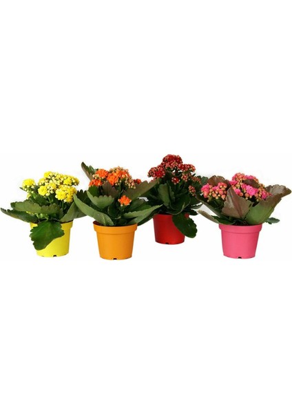 Kalanşo Çiçeği-Kalanchoe