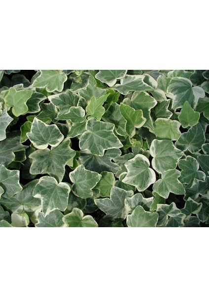 Hedera Helix 30-60 cm Boy