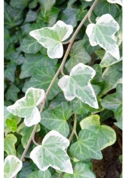 Hedera Helix 30-60 cm Boy